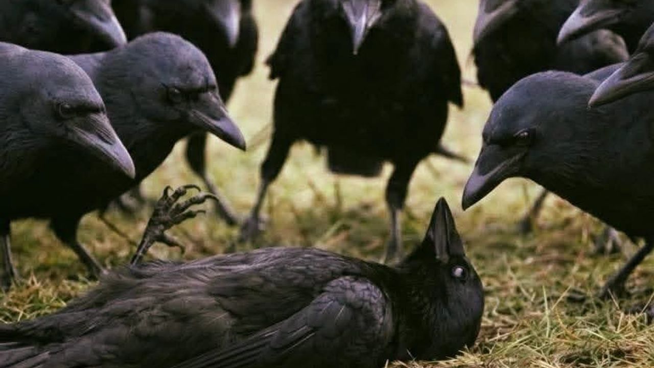 Kargalarda Şaşırtan Zekâ: Ölümü Analiz Ediyorlar