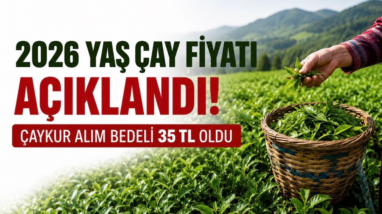 2026 Yaş Çay Fiyatı Açıklandı: Destekleme Bedeli 35 TL Oldu