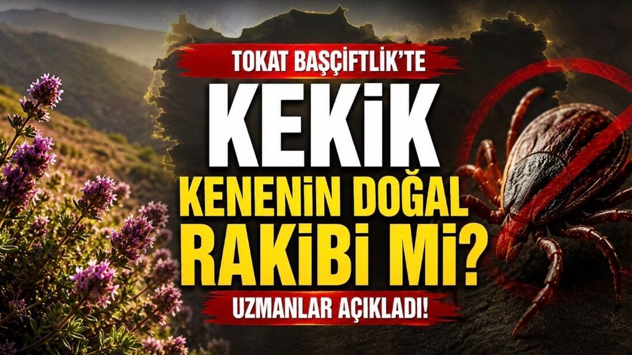 Başçiftlik’te Kekik ve Kene Gözlemi: KKKA Riskinde Bitki Örtüsü Etkili Olabilir mi?