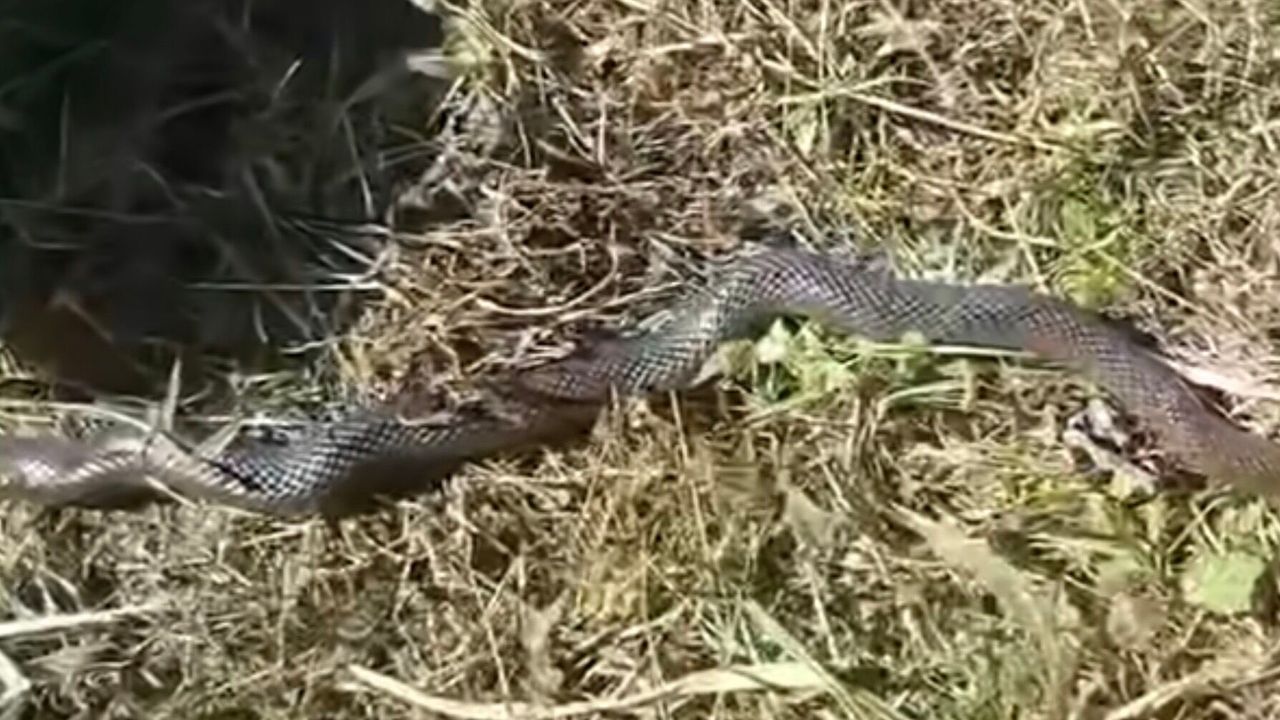 Ordu’da 4 Metre Yılan İddiası: Uzmanlardan “Öldürm
