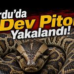 Ordu’da Yasa Dışı Piton Operasyonu: Egzotik Yılan Giresun’a Teslim Edildi