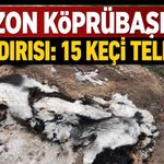 Trabzon Köprübaşı’nda Ayı Dehşeti: 15 Keçi ve Bir Köpek Telef Oldu