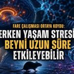 Erken Yaşam Stresinin Beyindeki Uzun Süreli Etkisine Yeni Açıklama