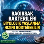 Bağırsak Bakterileri Biyolojik Yaşlanma Hızını Gösterebilir