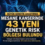 Mesane Kanserinde 43 Yeni Genetik Risk Bölgesi Belirlendi