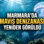 Marmara’da Maviş Denizanası Yeniden Görüldü: Bilimsel Kaydı 2020’ye Uzanıyor