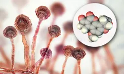 Bilim Dünyası Şaşkın: Ölümcül Mantardan Lösemiye Karşı Güçlü Etki