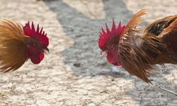 Manisa’da Horoz Dövüşü İddiası: Jandarmadan Seri Operasyon