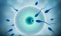 Tüp bebekte daha kısa perhiz daha yüksek başarı” iddiası