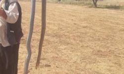 Diyarbakır Ergani’de dev yılan paniği