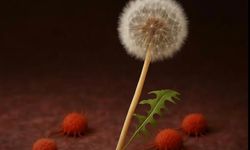 Karahindiba kökü özütü kanser araştırmalarında umut veriyor