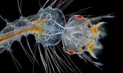 Sıtma Tedavisinde Bu Hatalar Dirence Kapı Açıyor