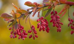 Şeker Hastalığında Doğal Güç: Berberin Bilimin Merceğinde