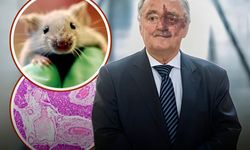 Yeni Bir Çalışma, Pankreas Kanserinin En Yaygın Türünün Hayvan Modellerinde Ortadan Kaldırılabildiğini Gösteriyor