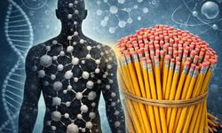 İnsan Vücudundaki Karbon, 900 Kurşun Kalem Yapmaya Yetiyor