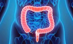 İrritabl Bağırsak Sendromu (IBS) Neden Kadınlarda Daha Yaygın? Yeni Çalışma Östrojene İşaret Ediyor