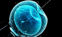 Tüp bebek tedavisinde son gelişmeler: başarı oranları, yeni yaklaşımlar ve bilimsel veriler