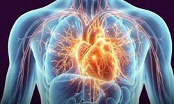 Kalp Krizinde Yeni Şüpheli: Damar Plaklarında Sessizce Bekleyen Bakteriler