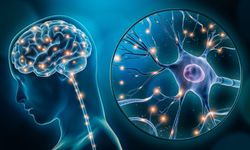 Vagus Siniri Sessizce Uyarıyor: Gece Yemek Bedel Ödetebilir