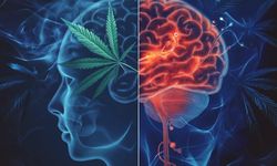 “Kenevir Kanseri Tedavi Eder” İddialarına Bilimden Net Yanıt: Hastaların Umudu İstismar Edilmemeli