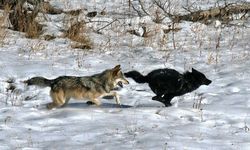 Sarıkamış’ta Aç Kurt, Sahipsiz Köpeği Karlar Üzerinde Avladı