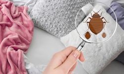 Tahtakurusu Nedir, Nasıl Bulaşır ve Nasıl Yok Edilir?