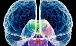 Huntington Hastalığı Nedir? Sessiz İlerleyen Genetik Tehlike