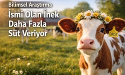 İsmi Olan İnek Sezonda 258 Litre Fazla Süt Veriyor