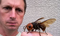 Arılar İnsanları Tanıyabiliyor mu?