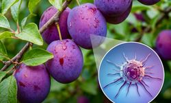 Akciğer Kanseri Araştırmasında Erik Sürprizi