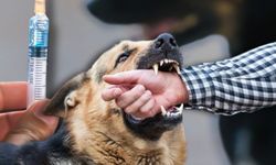 Kuduz Nasıl Bulaşır? Isırık Sonrası Ne Yapmalı?