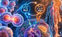 Yaşlanmayı Yavaşlatabilecek Mekanizma Keşfedildi