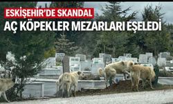Eskişehir’de skandal görüntü: Aç Köpekler mezarları eşeledi