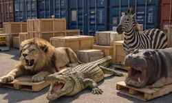 Trabzon Limanı’nda Şok Operasyon: Aslan ve Timsah Ele Geçirildi