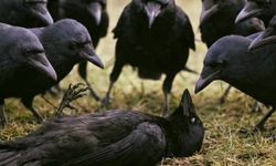 Kargalarda Şaşırtan Zekâ: Ölümü Analiz Ediyorlar