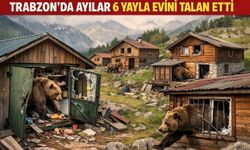 Trabzon’da Ayılar 6 Yayla Evini Talan Etti