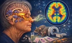 Alzheimer’ın İlk İşareti Burunda Başlayabilir: Koku Kaybı Erken Uyarı Verebilir