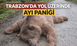 Trabzon Yomra’da Yol Ortasında Ölü Ayı Bulundu, Mahallede Korku Yaşandı