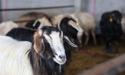 2026 kurbanlık fiyatları belli olmaya başladı: Büyükbaş ve küçükbaşta son tablo