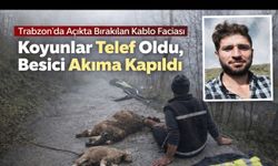 Araklı’da Açıkta Bırakılan Kablo Faciası Koyunlar Telef Oldu, Besici Akıma Kapıldı