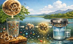 Mikroplastiklere Karşı Doğal Formül: Moringa Tohumu Suyu Temizleyebilir