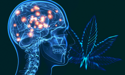 Cannabis gerçekten anti-inflamatuvar mı? Yeni araştırma ezberi bozdu