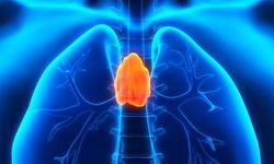 Uzun Yaşamın Anahtarı Bu Organ Olabilir: Timüs İçin Dikkat Çeken Araştırma