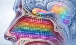 Burunda Koku Haritası Keşfedildi: Koku Kaybı Tedavileri İçin Yeni Umut