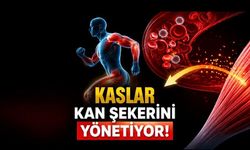 Kaslar Sadece Hareket Ettirmiyor, Kan Şekerini de Yönetiyor