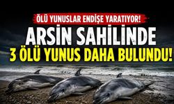 Trabzon’da ölü Yunuslar Endişe Yaratıyor: Arsin Sahilinde 3 Ölü Yunus Daha Bulundu