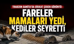 Trabzon Ganita’da Dikkat Çeken Görüntü: Fareler Mamaları Yedi, Kediler Geri Çekildi