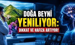 Doğayla Temas Beyni Güçlendiriyor: Araştırma Dikkat ve Hafızada Artış Buldu