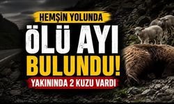 Hemşin Bağlantı Yolunda Şaşırtan Görüntü: Yol Kenarında Ölü Ayı Bulundu