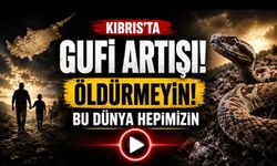 Kıbrıs’ta Gufi Popülasyonunda Artış: Uzmanlardan “Öldürmeyin” Çağrısı